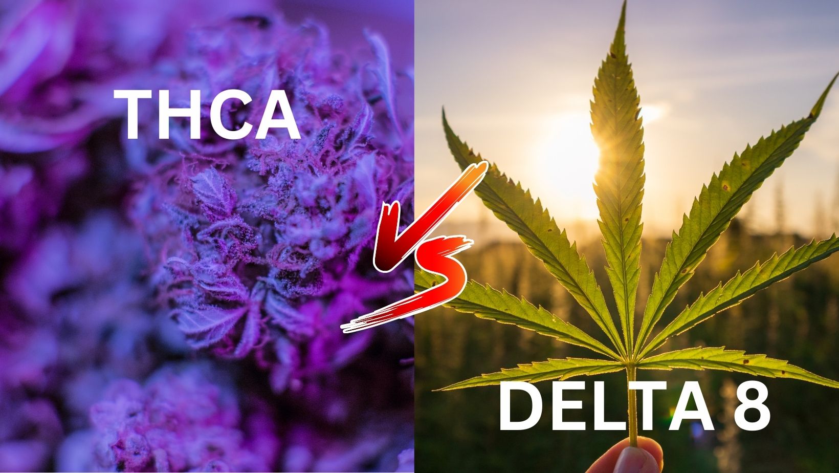 THCA Vs Delta 8 – Terp Boys